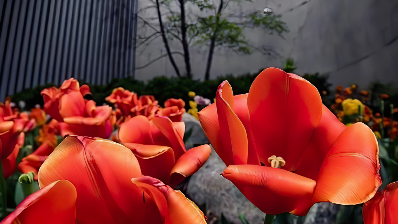 Обои Роза, растение, цветок, лист, ботаники в разрешении 1366x768