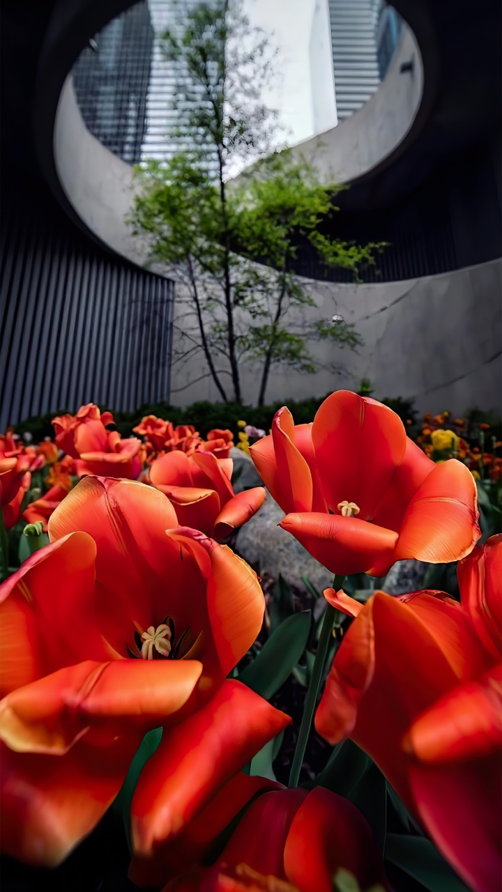 Обои Роза, растение, цветок, лист, ботаники в разрешении 720x1280