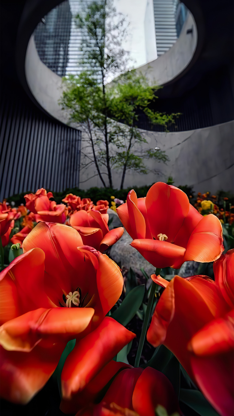 Обои Роза, растение, цветок, лист, ботаники в разрешении 750x1334