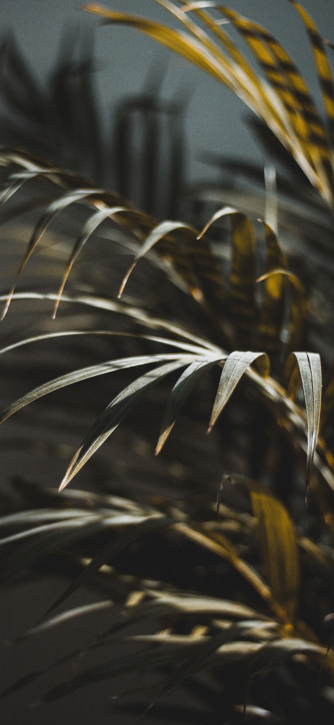 Обои лист, растение, дерево, ботаники, наземное растение в разрешении 1125x2436