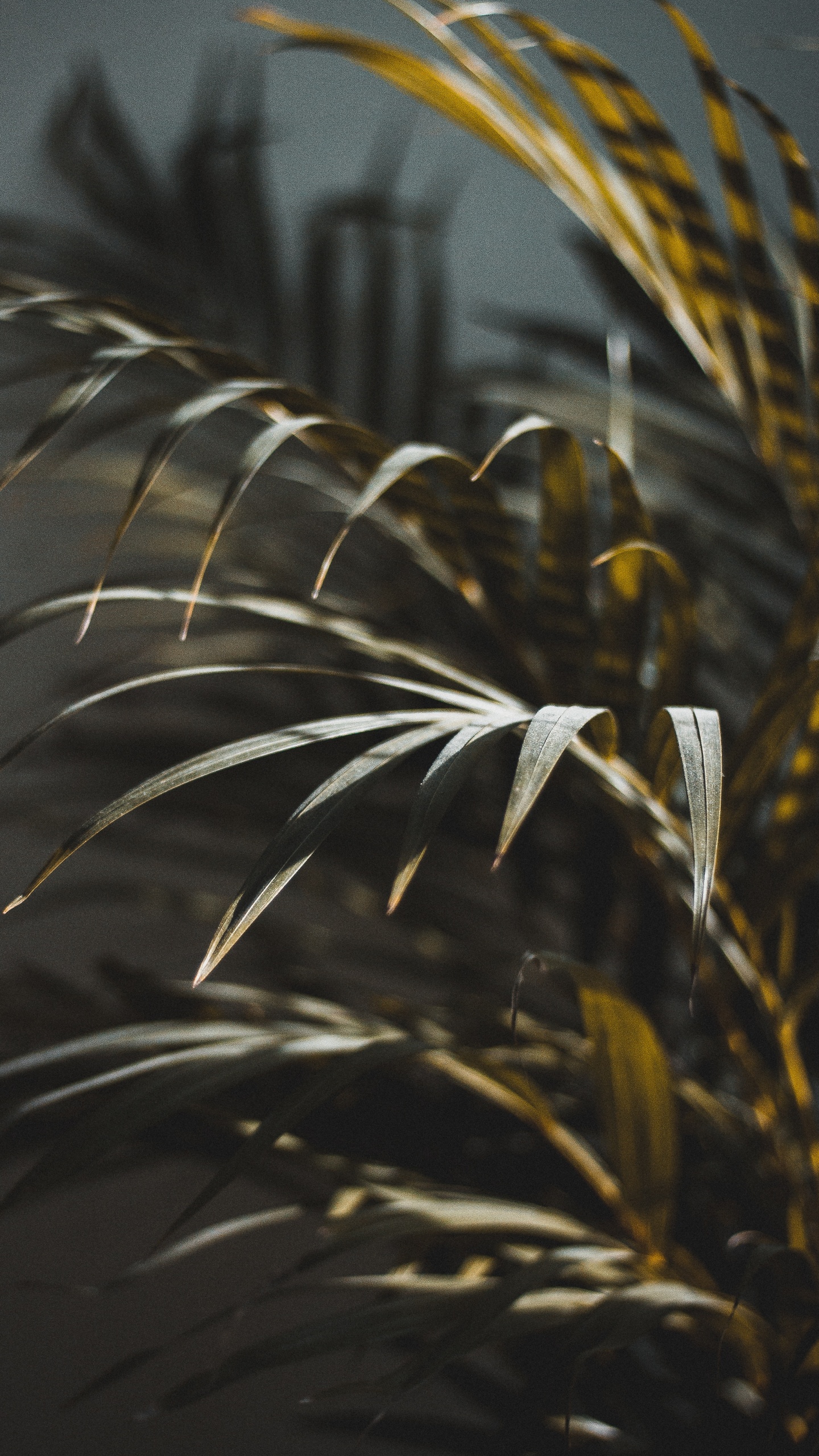 Обои лист, растение, дерево, ботаники, наземное растение в разрешении 1440x2560