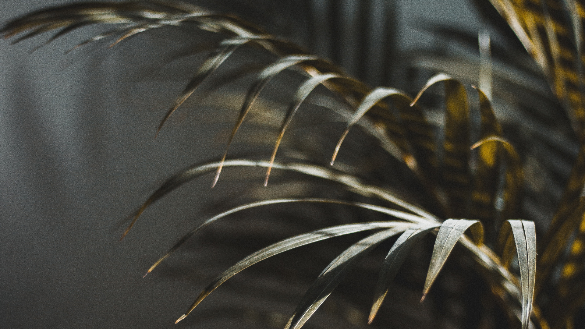 Обои лист, растение, дерево, ботаники, наземное растение в разрешении 1920x1080