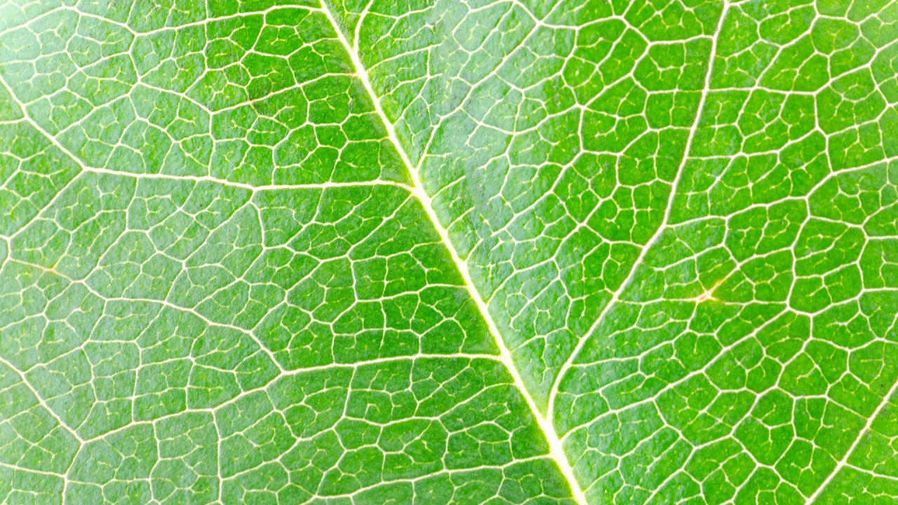 Обои лист, растение, фитопатология, векторная графика, иллюстрация в разрешении 1280x720