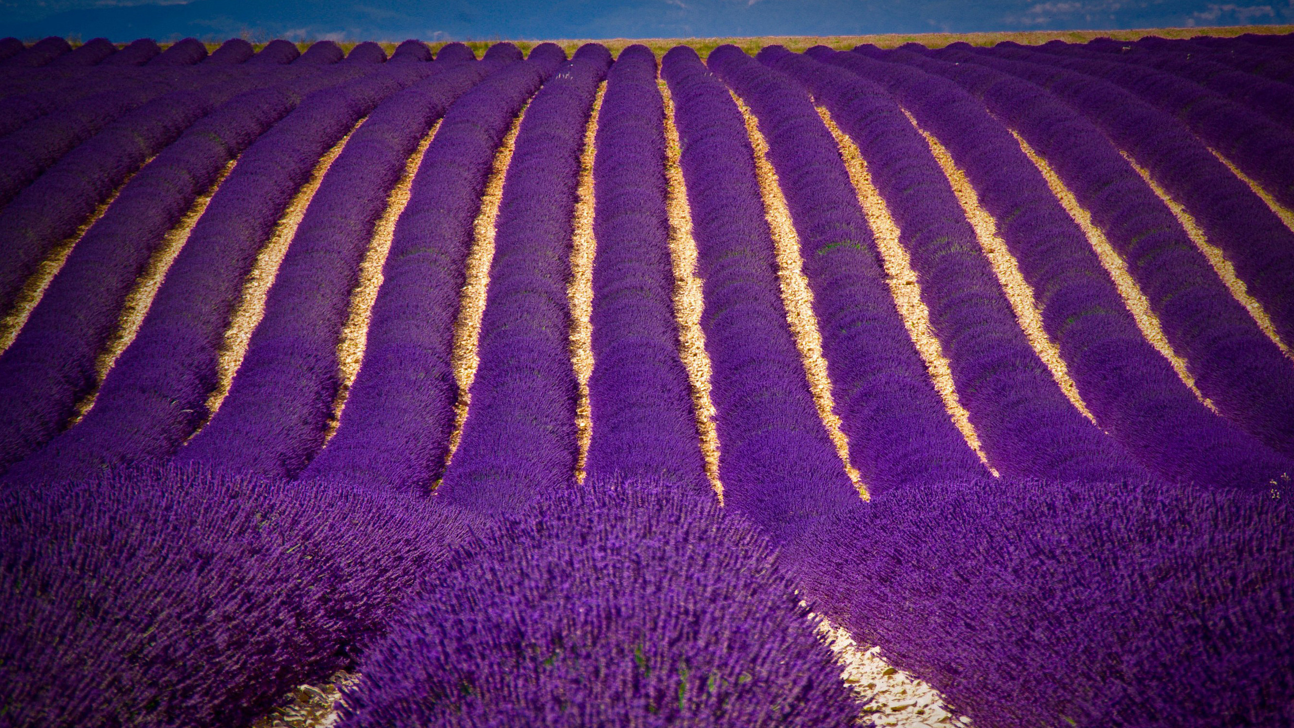 Обои цветок, растение, пурпур, дерево, сельское хозяйство в разрешении 2560x1440