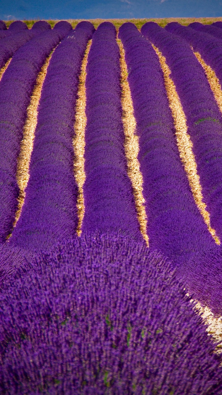 Обои цветок, растение, пурпур, дерево, сельское хозяйство в разрешении 720x1280