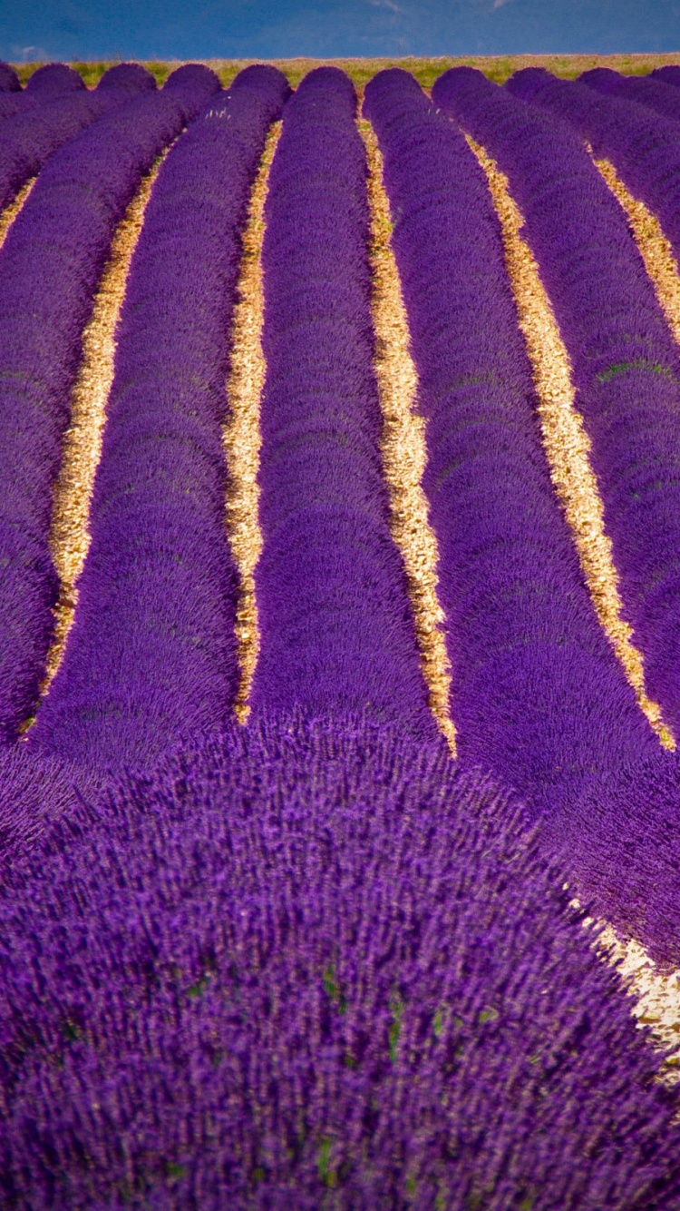 Обои цветок, растение, пурпур, дерево, сельское хозяйство в разрешении 750x1334