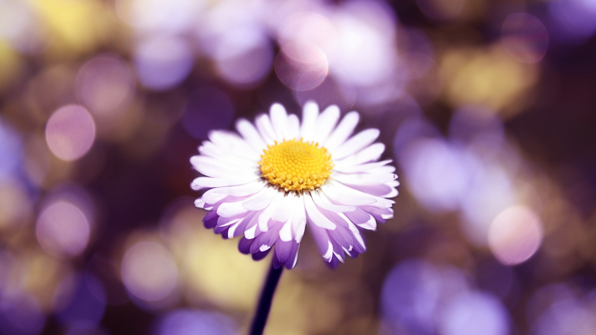 Обои пурпур, лепесток, весна, лепестки, Маргаритка в разрешении 1920x1080