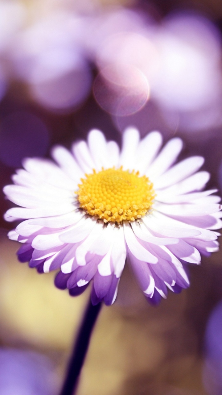 Обои пурпур, лепесток, весна, лепестки, Маргаритка в разрешении 720x1280