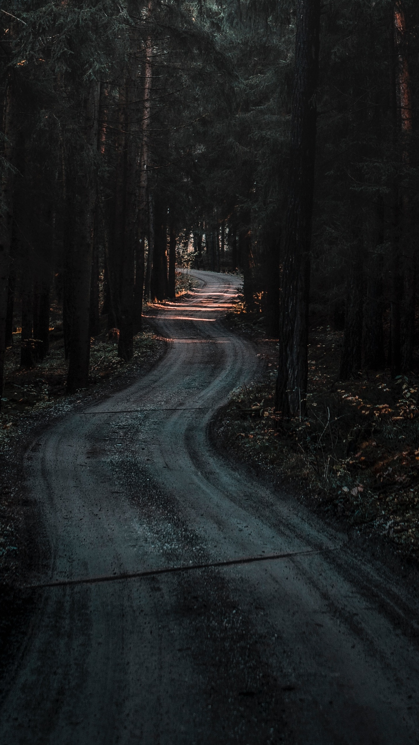 Обои солнечный свет, лес, природа, хвойными лесами, свет в разрешении 1440x2560