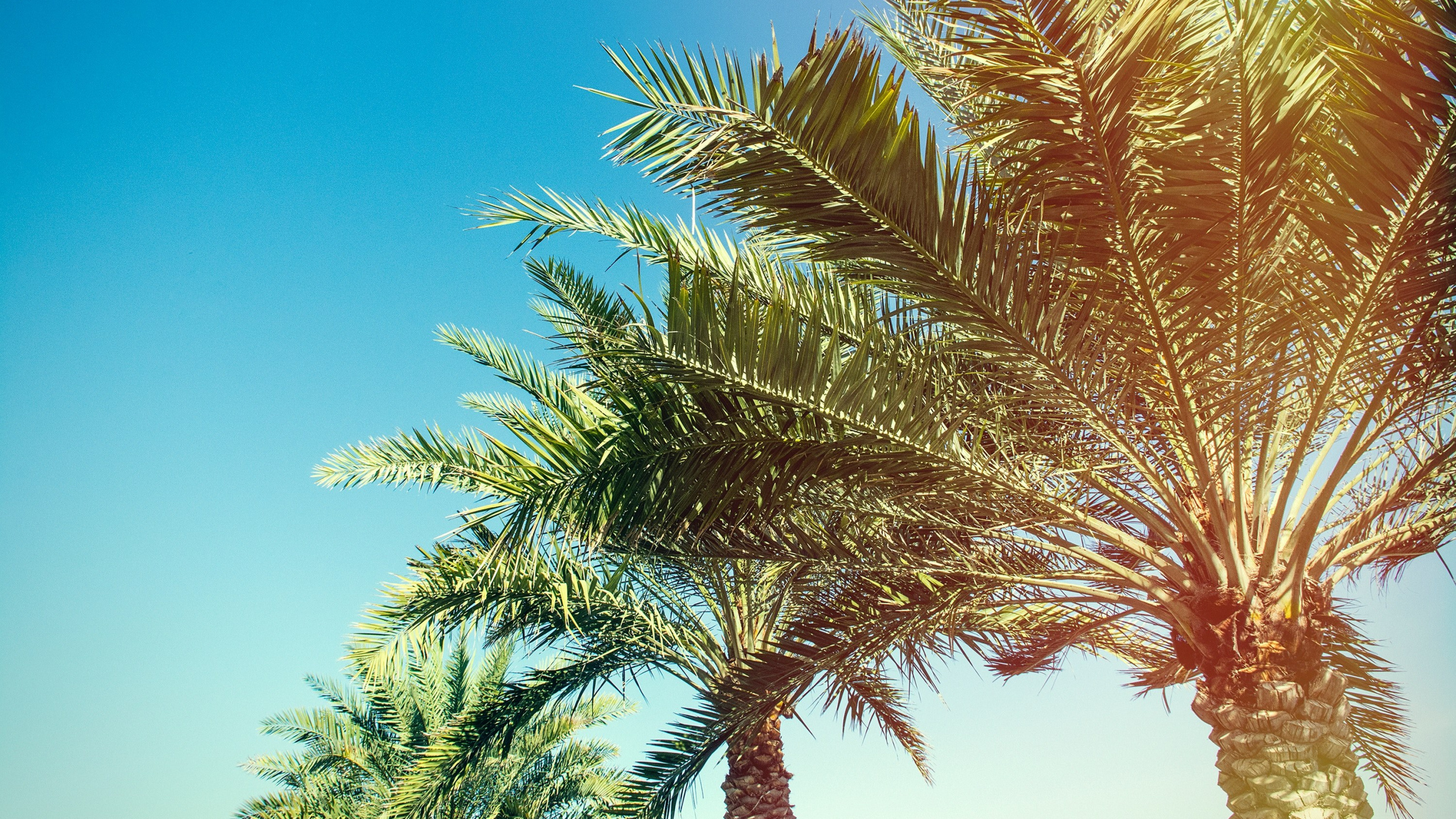 Обои Пальма, пальмовые рощи, дерево, растительность, древесные растения в разрешении 2560x1440