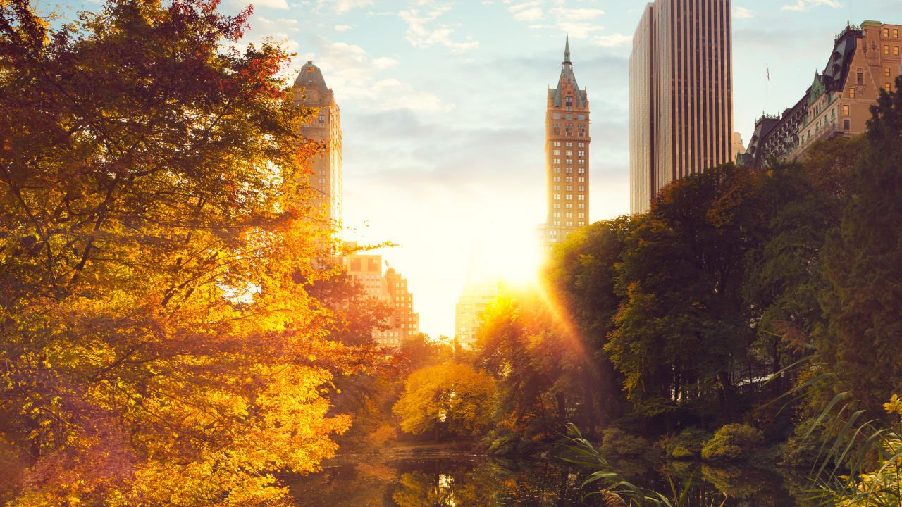 Обои дерево, солнечный свет, город, небоскреб, природа в разрешении 1280x720