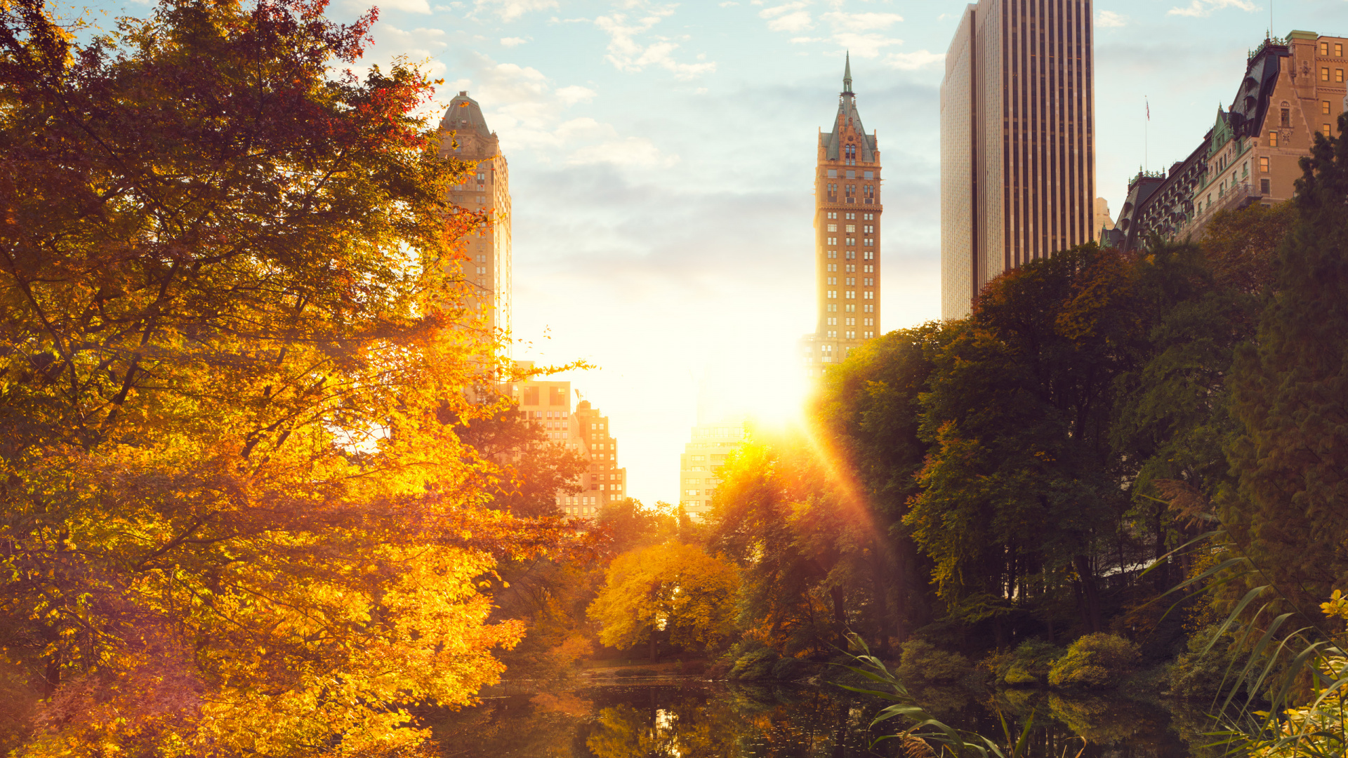 Обои дерево, солнечный свет, город, небоскреб, природа в разрешении 1920x1080