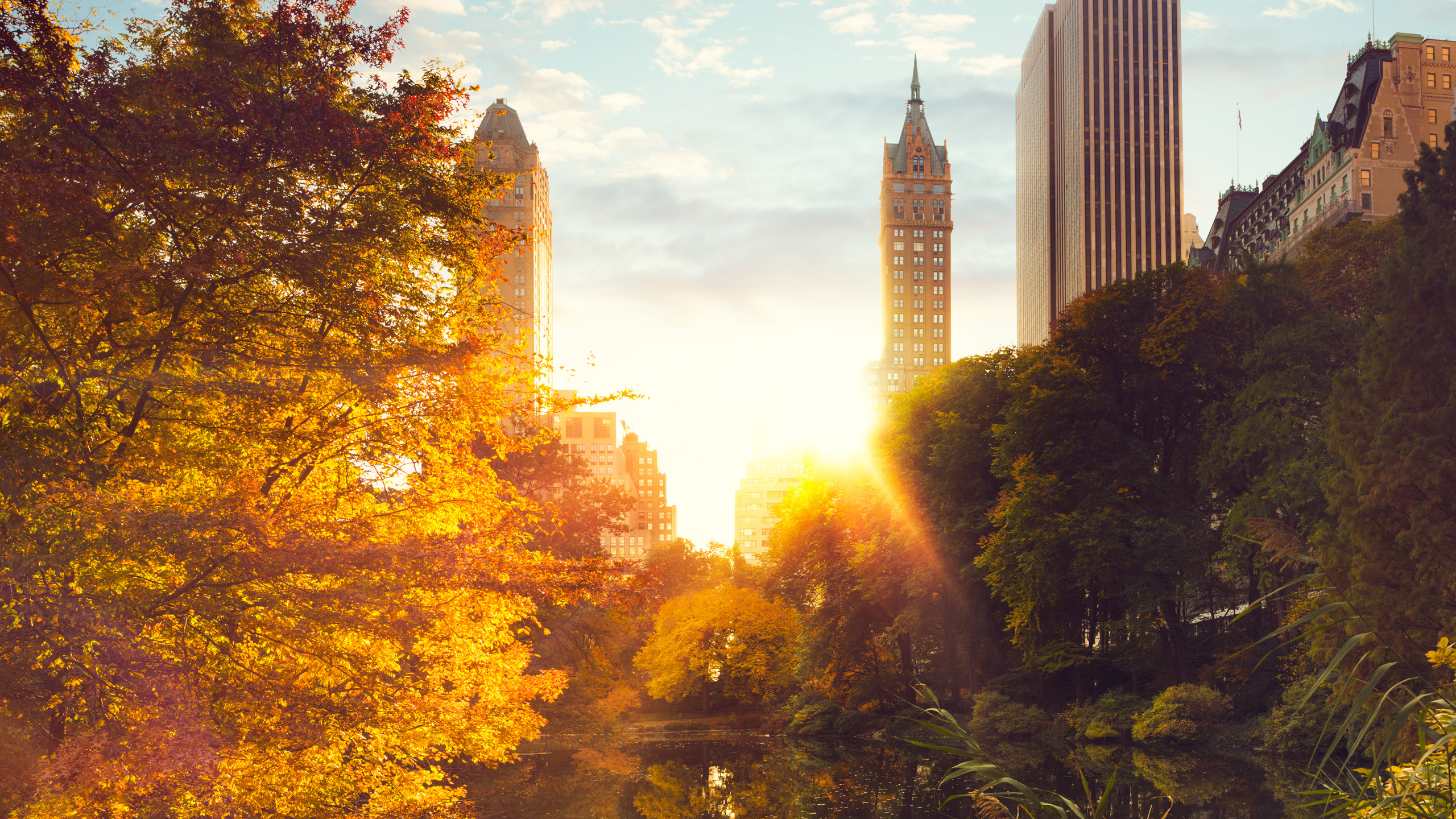 Обои дерево, солнечный свет, город, небоскреб, природа в разрешении 2560x1440