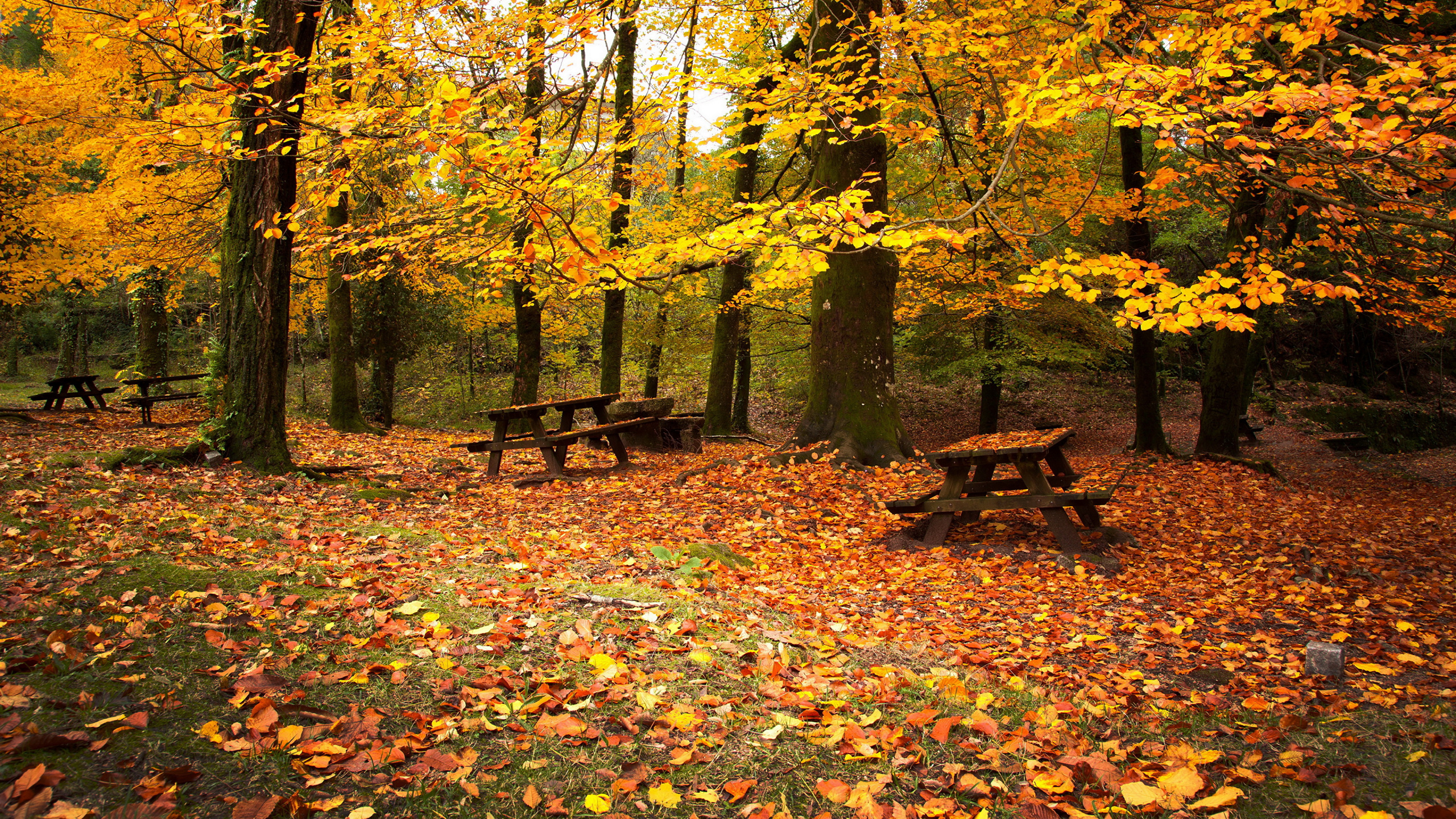 Обои осень, дерево, лист, листопадные, природа в разрешении 2560x1440