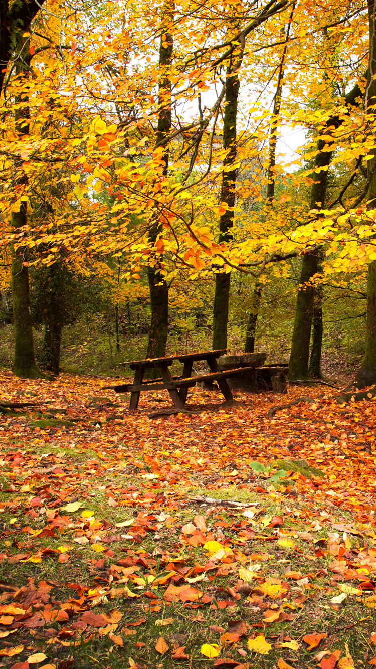 Обои осень, дерево, лист, листопадные, природа в разрешении 750x1334