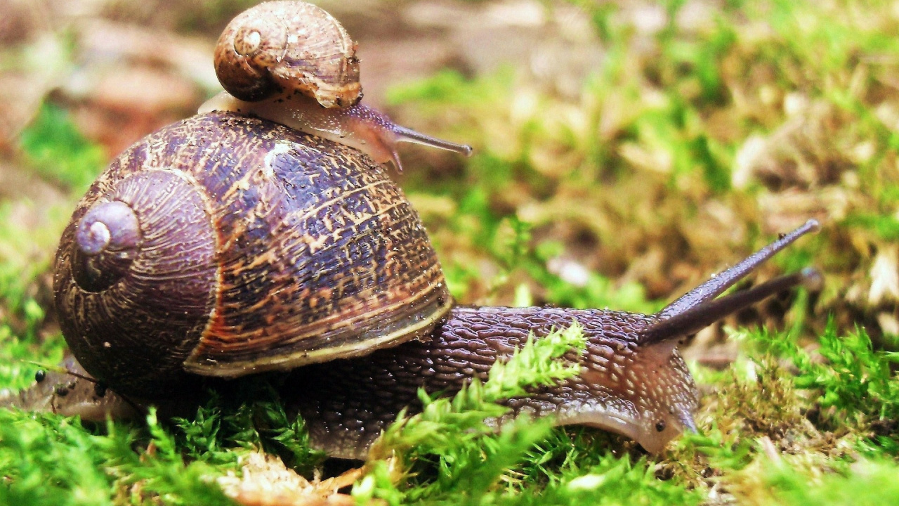 Обои улитка, улитки и слизни, наземные животные, моллюск, schnecken в разрешении 1280x720
