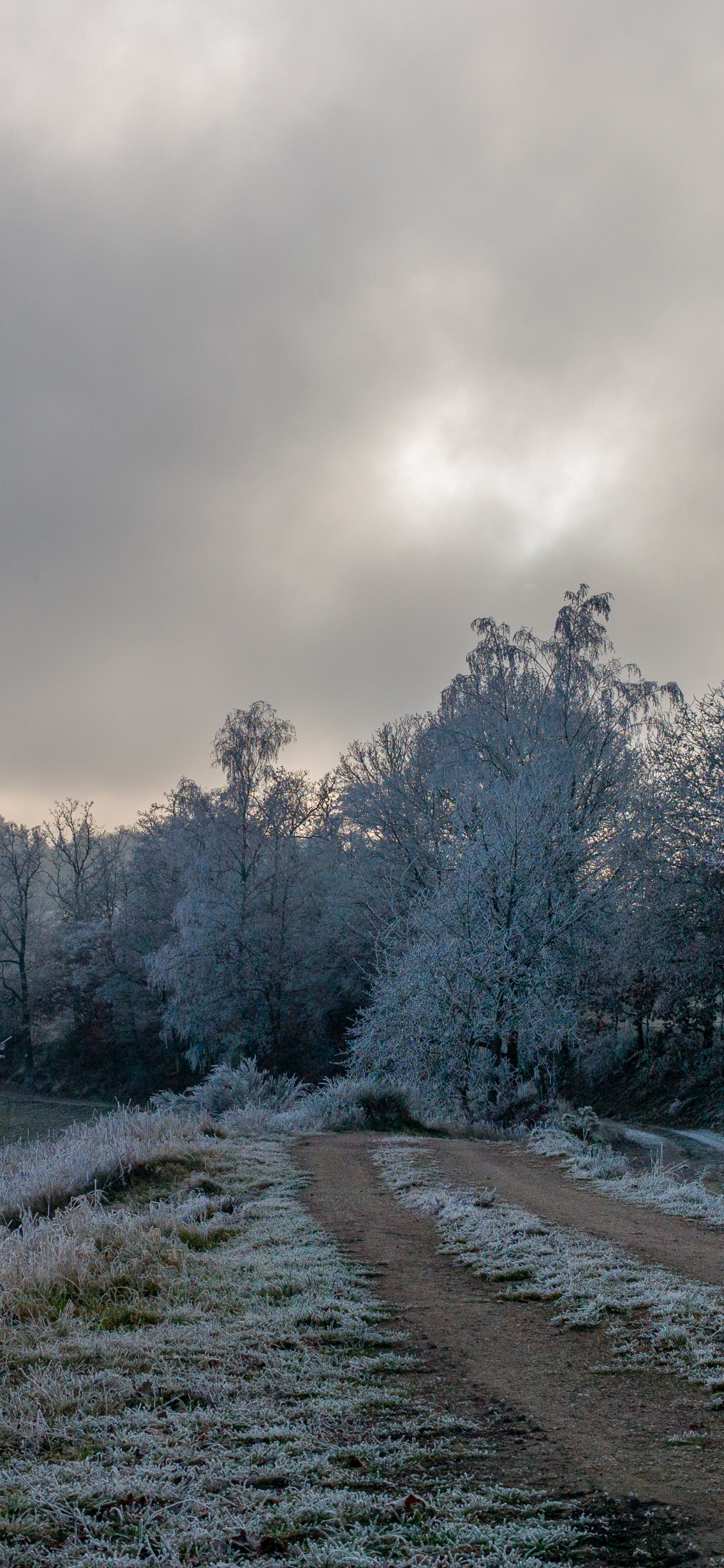 Обои дерево, замораживание, ветвь, облако, снег в разрешении 1125x2436