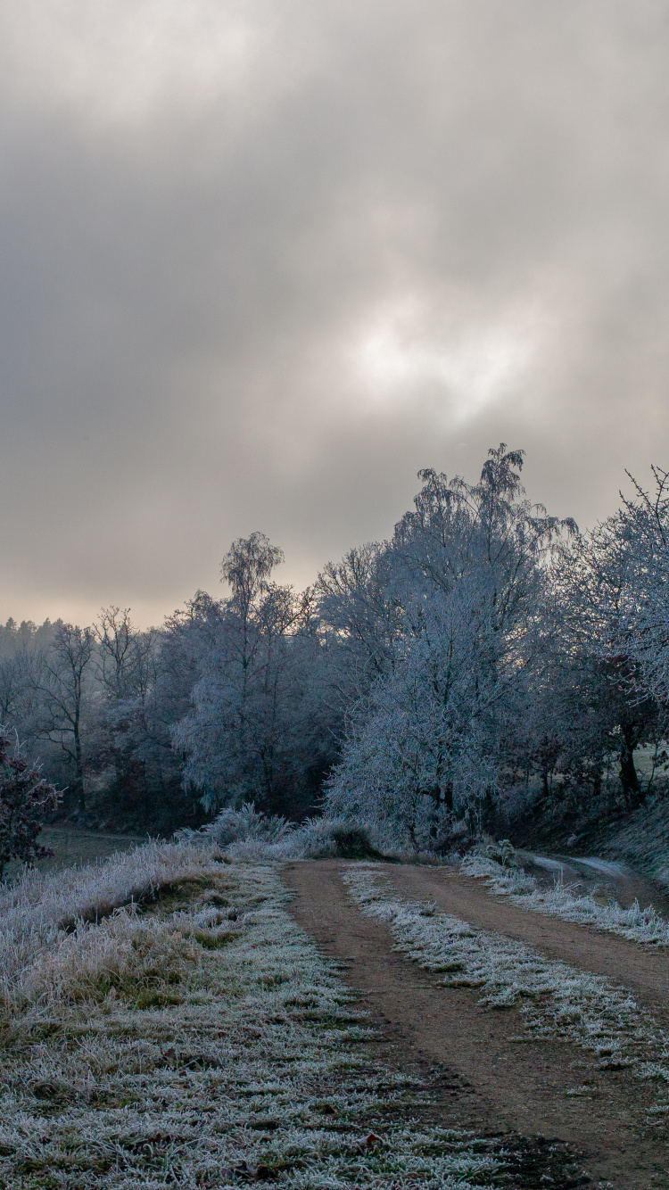 Обои дерево, замораживание, ветвь, облако, снег в разрешении 750x1334