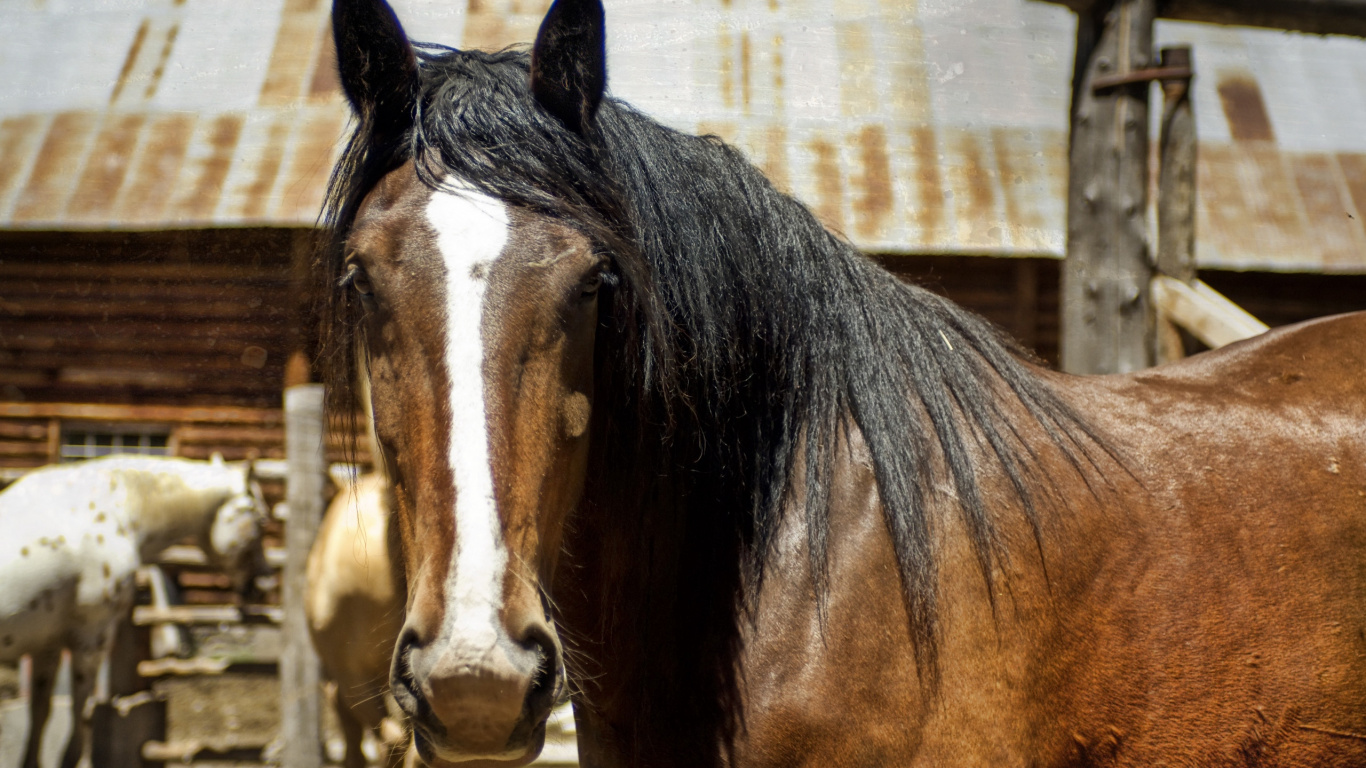 Обои конь, грива, кобыла, конюшня, Мустанг лошадь в разрешении 1366x768