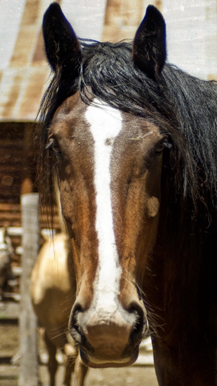 Обои конь, грива, кобыла, конюшня, Мустанг лошадь в разрешении 720x1280