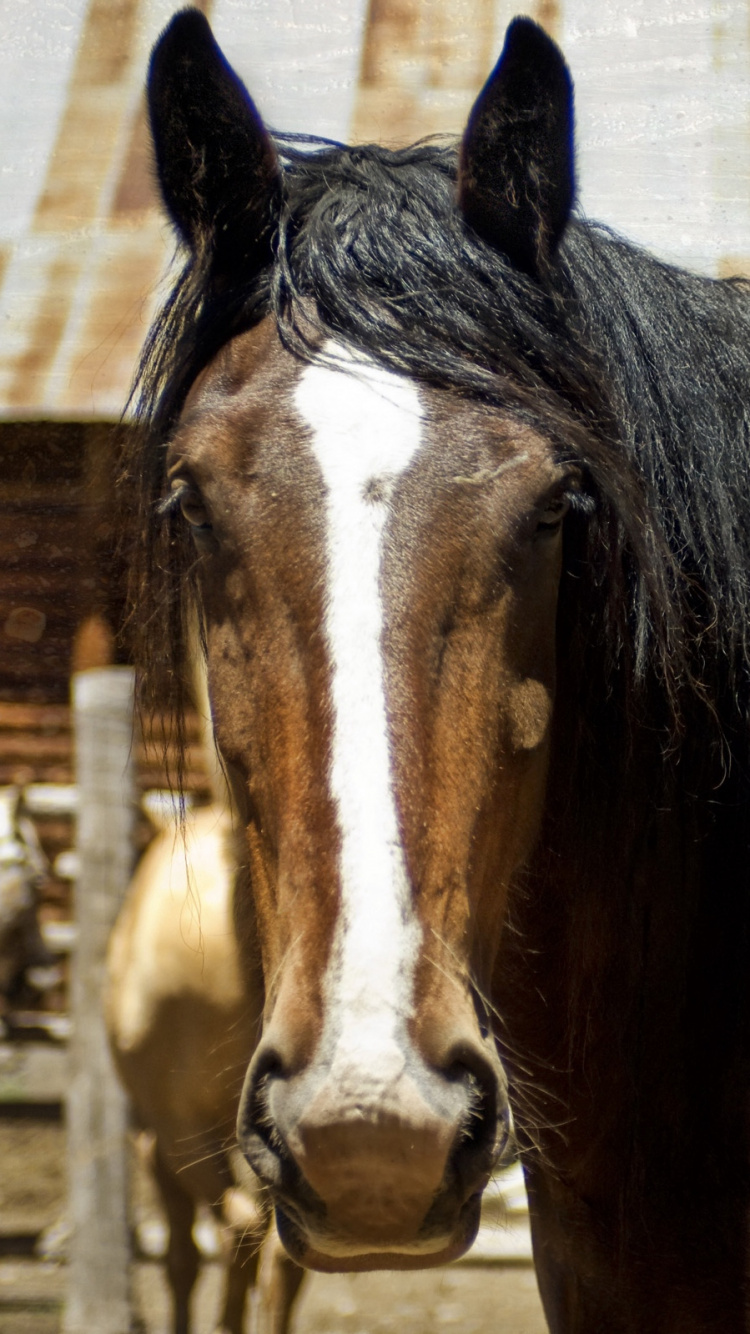 Обои конь, грива, кобыла, конюшня, Мустанг лошадь в разрешении 750x1334