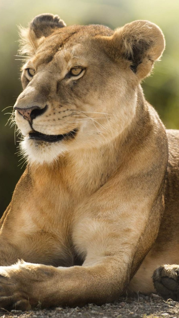 Обои живая природа, наземные животные, Лев, кошачьих, Пума в разрешении 720x1280