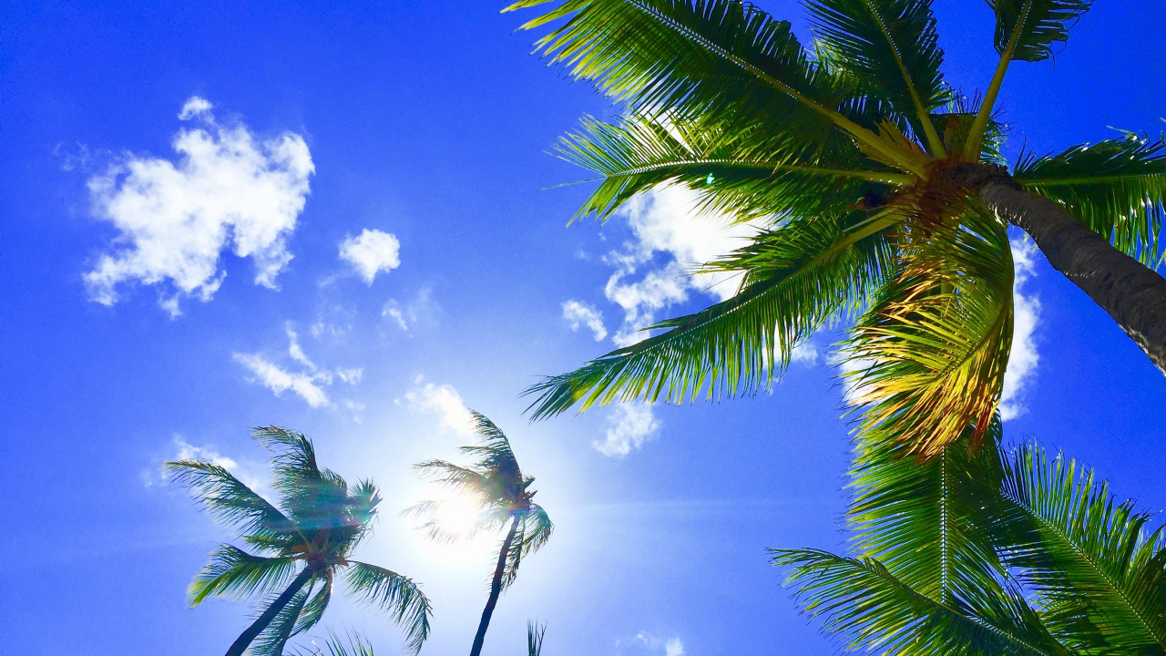 Обои Гонолулу, дерево, дневное время, растительность, тропическая зона в разрешении 1280x720