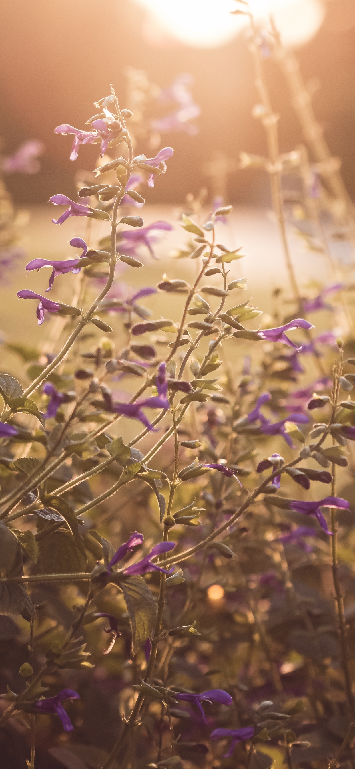 Обои сад, цветок, весна, природа, рассада в разрешении 1242x2688