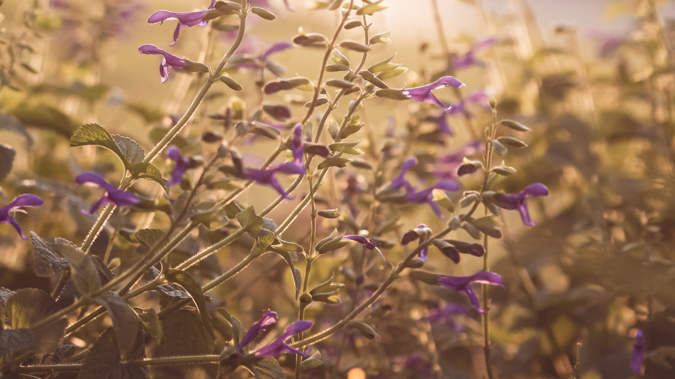 Обои сад, цветок, весна, природа, рассада в разрешении 1366x768