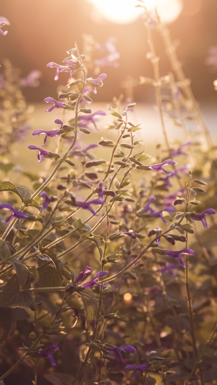 Обои сад, цветок, весна, природа, рассада в разрешении 720x1280