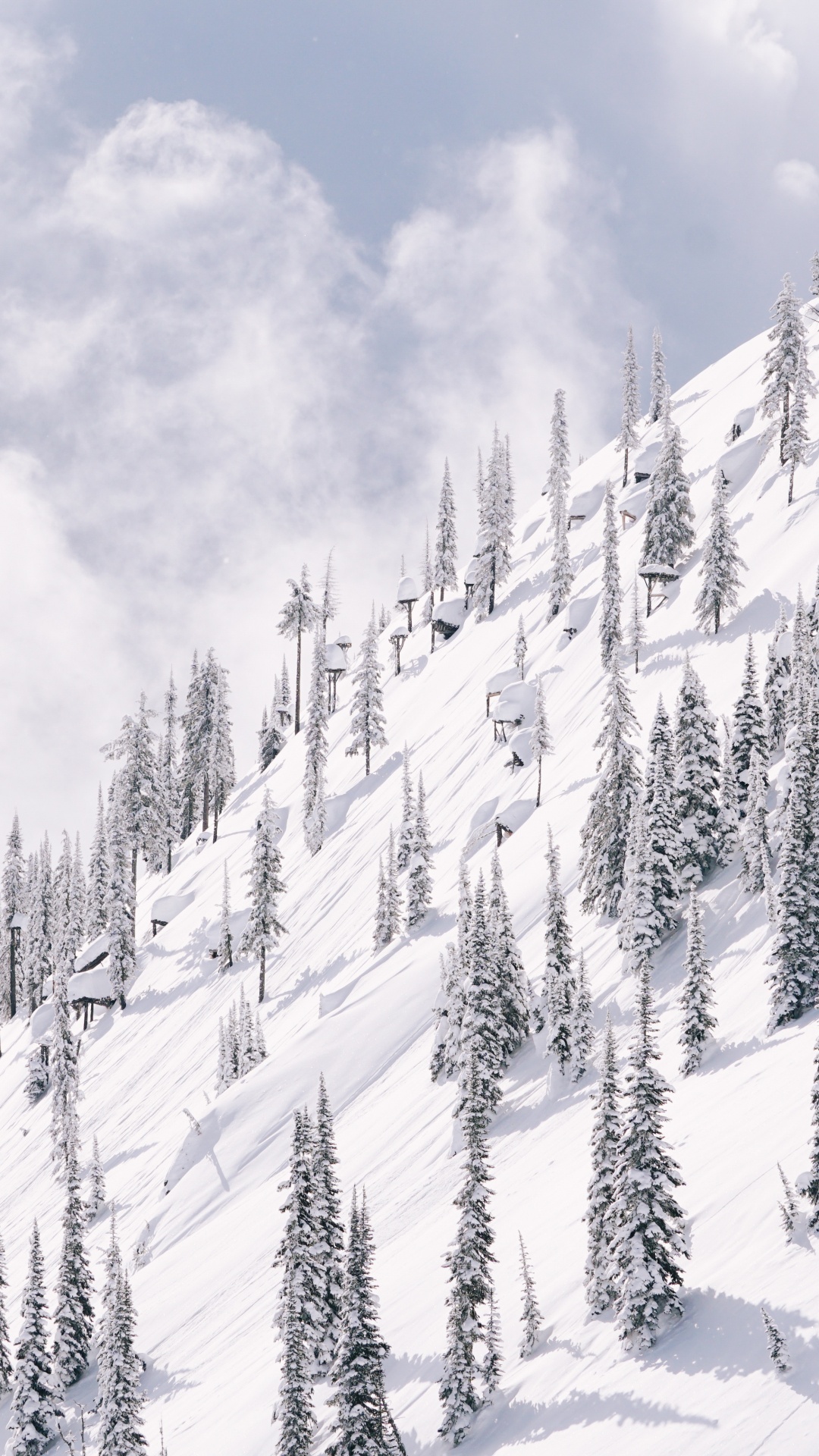 Обои снег, зима, дерево, склон, замораживание в разрешении 1080x1920