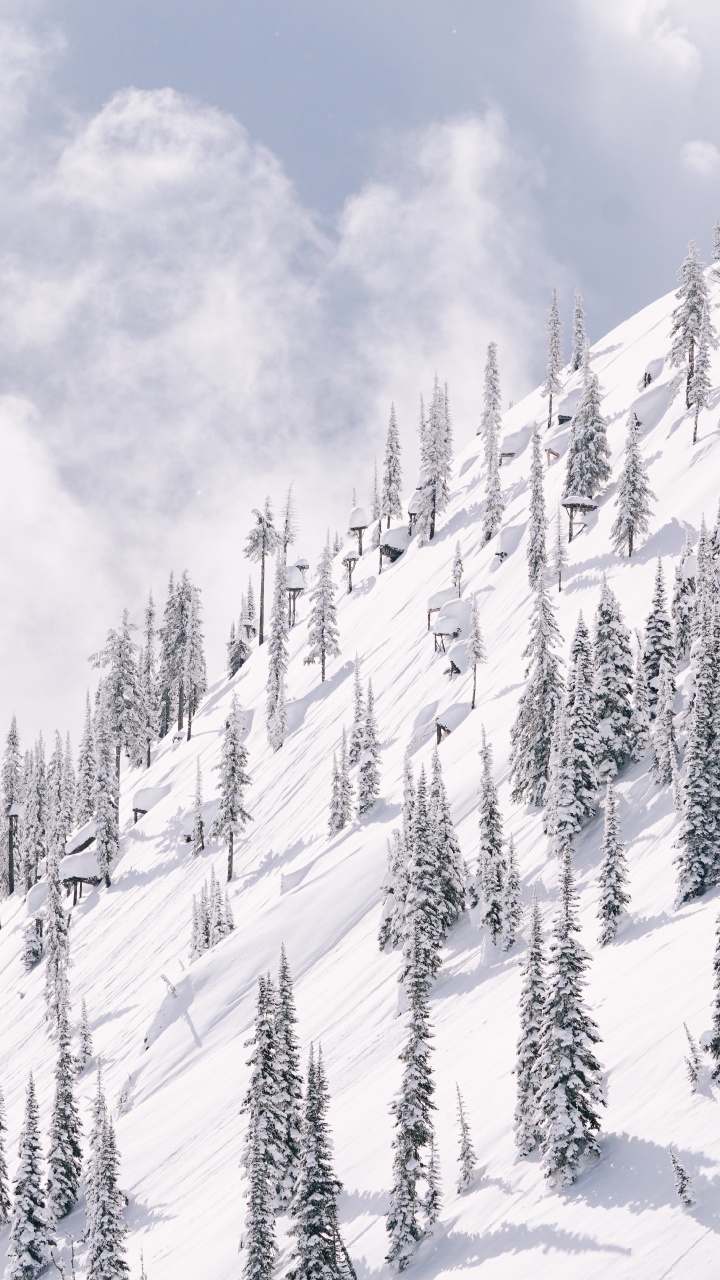 Обои снег, зима, дерево, склон, замораживание в разрешении 720x1280