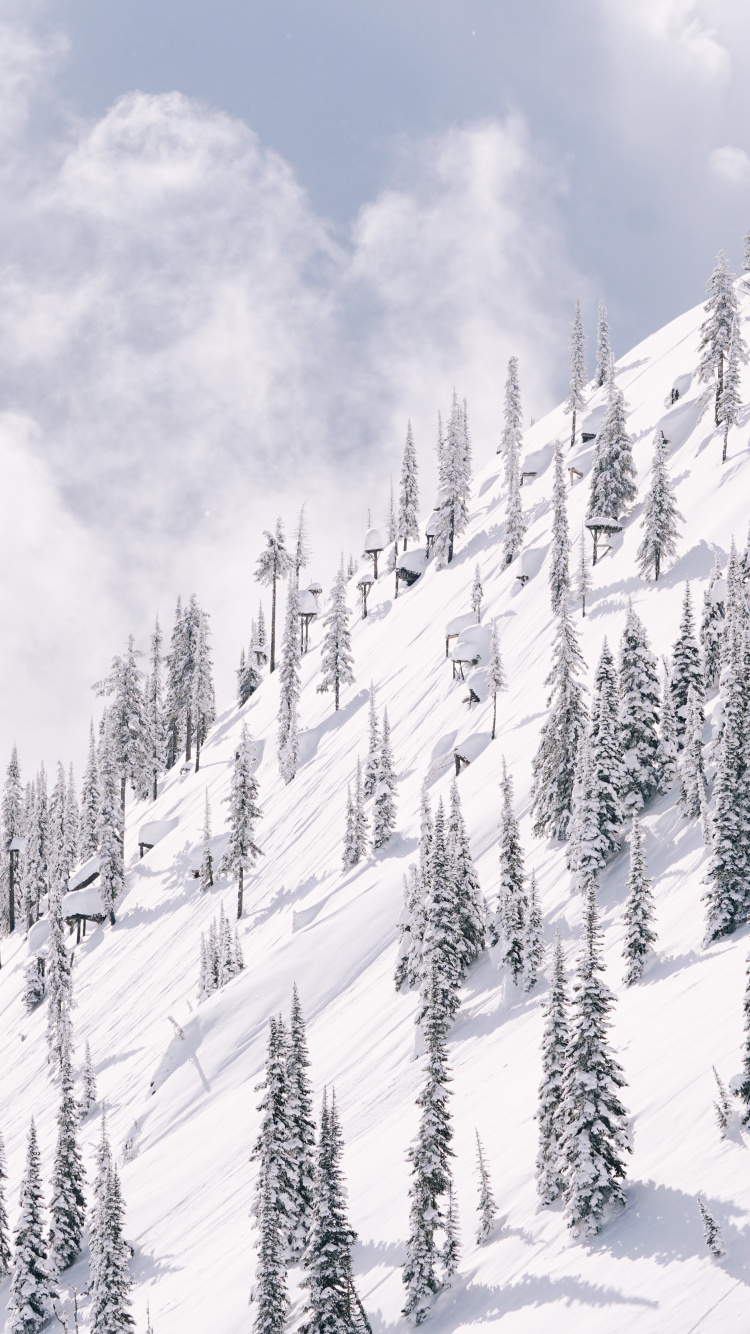 Обои снег, зима, дерево, склон, замораживание в разрешении 750x1334