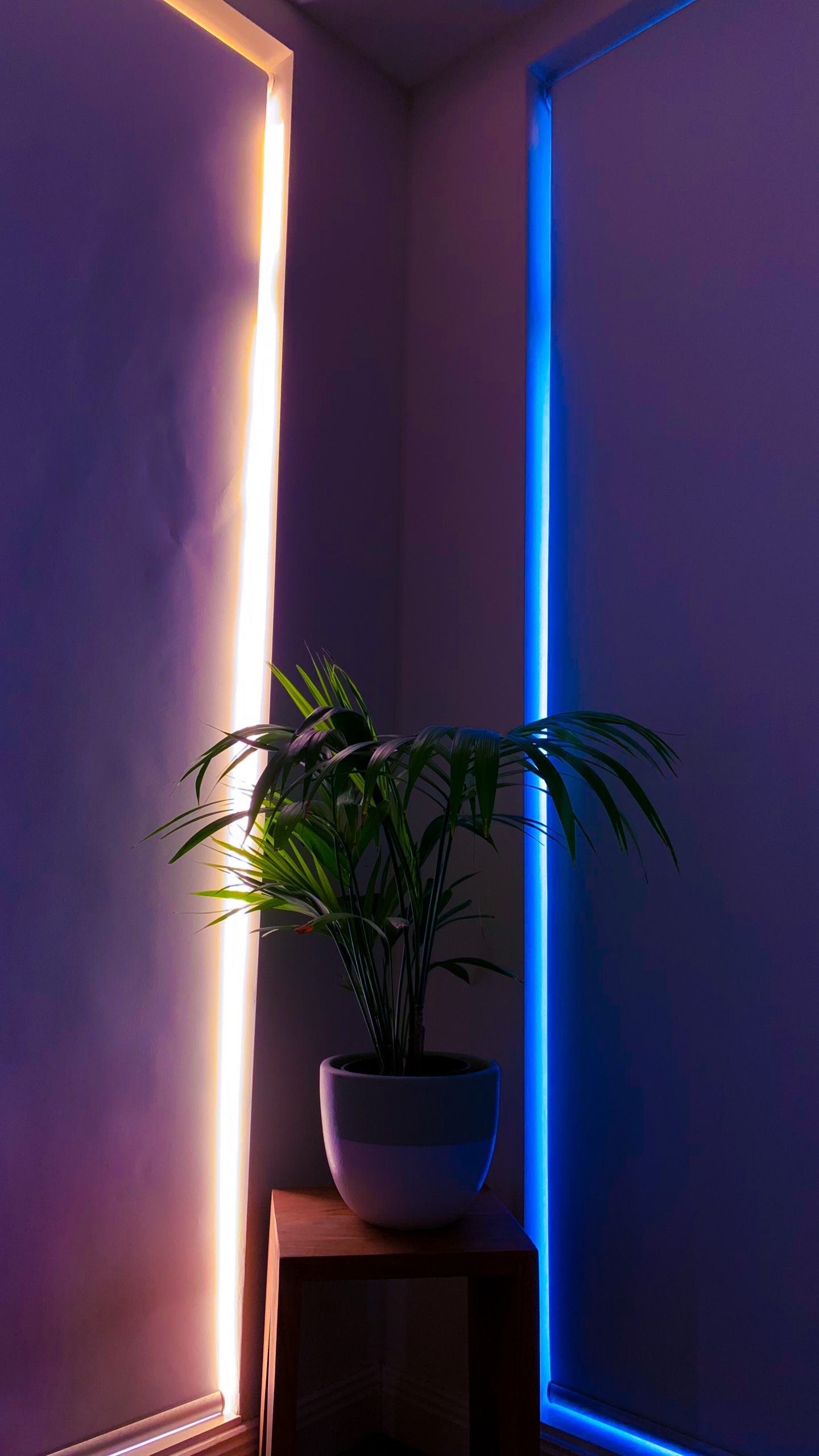 Обои пурпур, освещение, потолок, Фиолетовый, осветительная арматура в разрешении 1440x2560