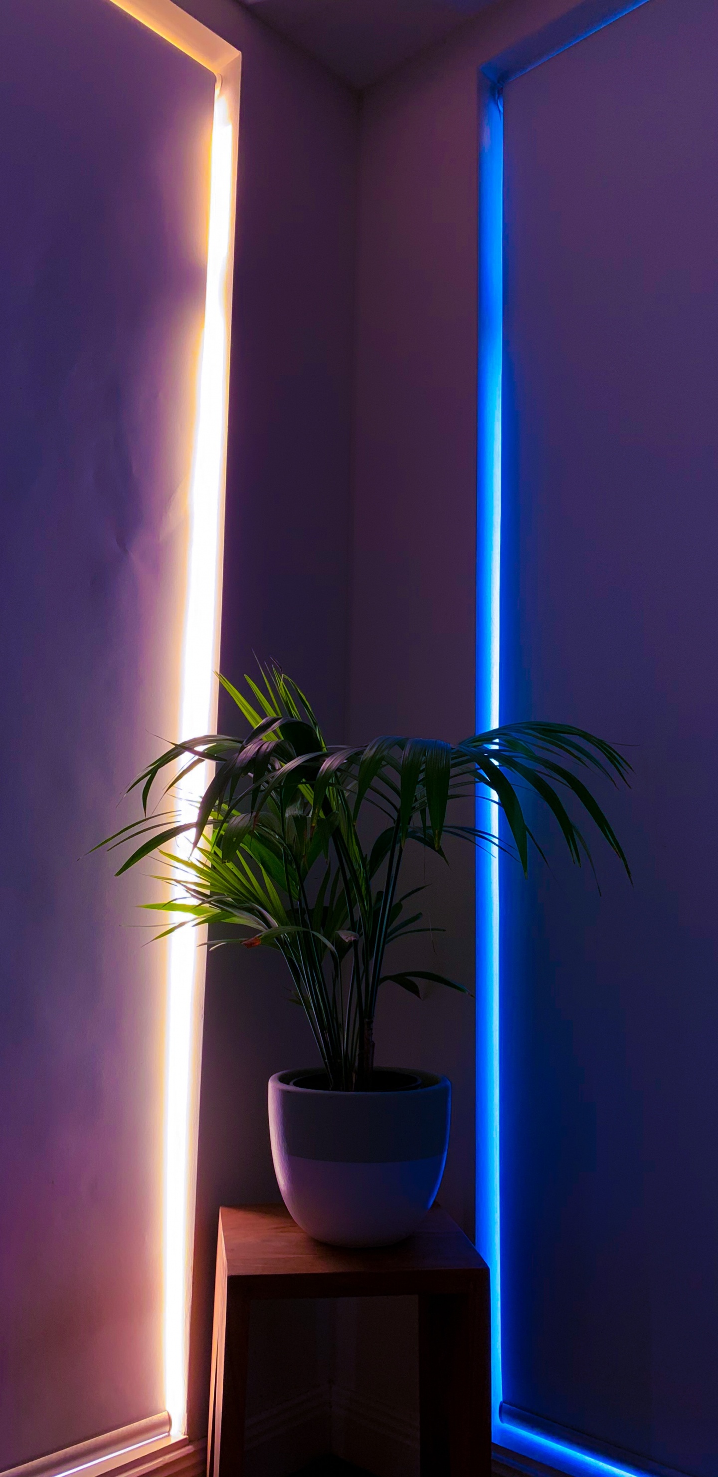 Обои пурпур, освещение, потолок, Фиолетовый, осветительная арматура в разрешении 1440x2960