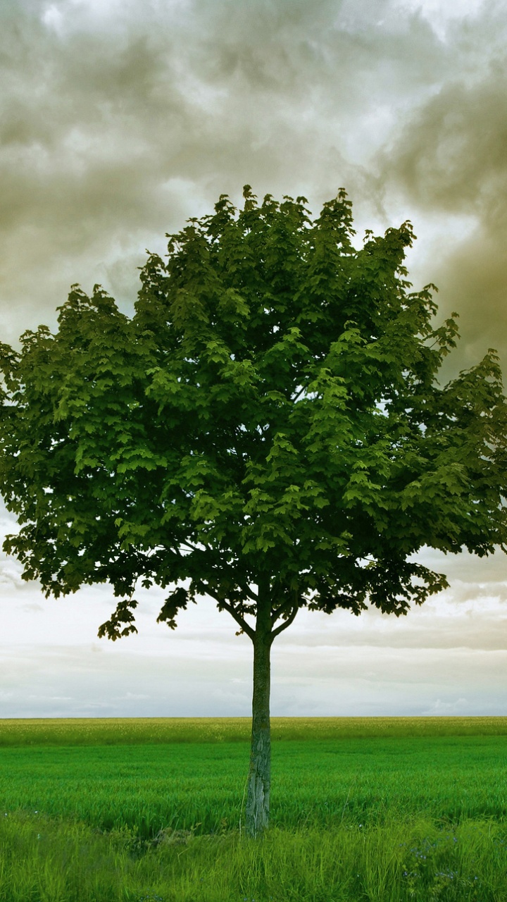 Обои зеленый, природа, дерево, облако, атмосфера в разрешении 720x1280