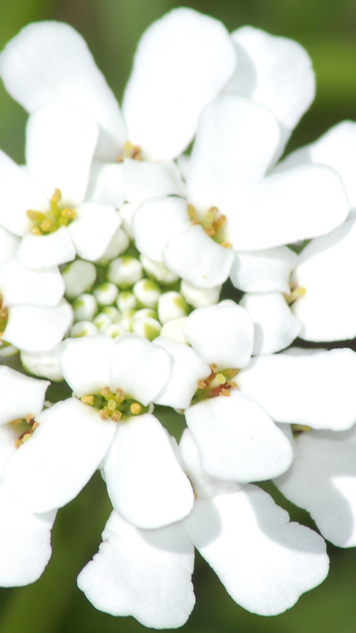 Обои Candytuft Иберис, вечнозеленые чандратупты, рассада, многолетнее растение, Иберис шедевр в разрешении 720x1280