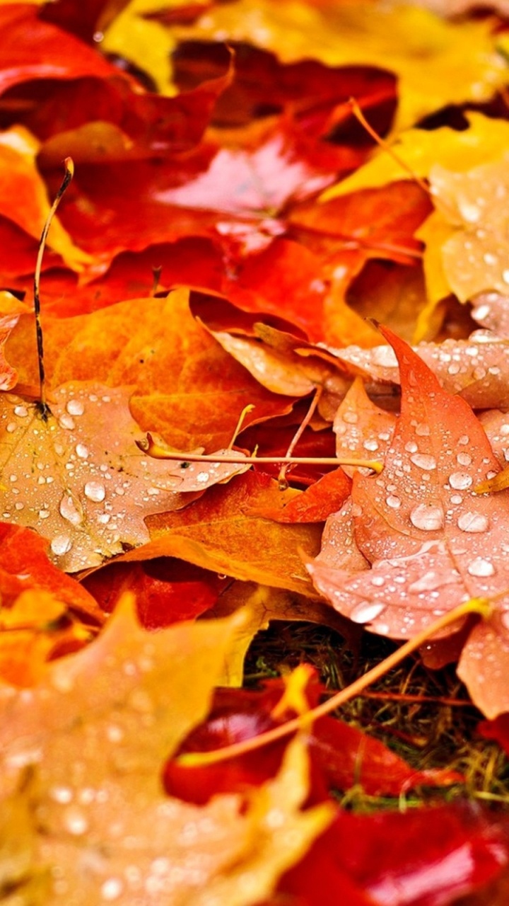 Обои осень, лист, Апельсин, дерево, листопадные в разрешении 720x1280