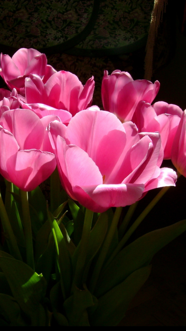 Обои цветковое растение, лепесток, розовый, срезанные цветы, стебель растения в разрешении 750x1334