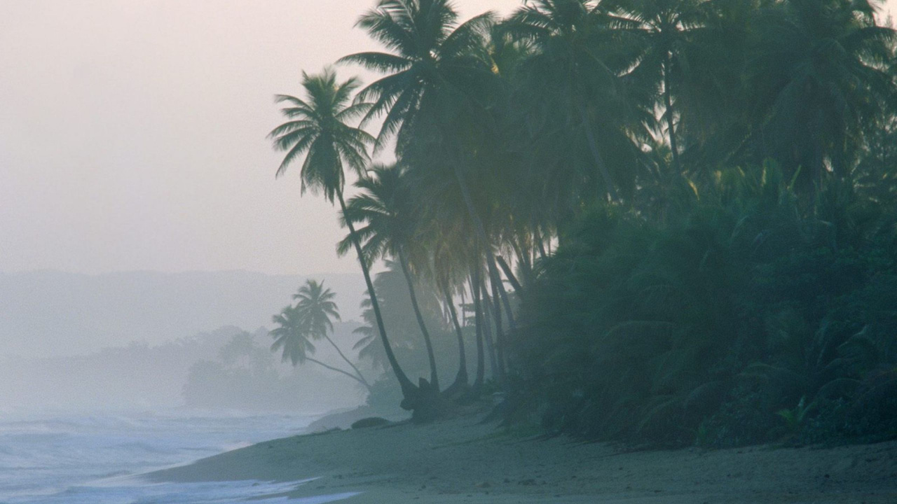 Обои берег, дерево, Пальма, утро, дымка в разрешении 1280x720