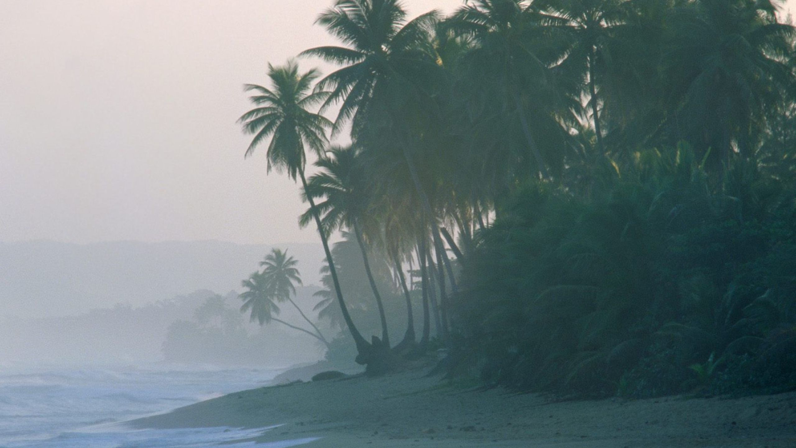 Обои берег, дерево, Пальма, утро, дымка в разрешении 2560x1440