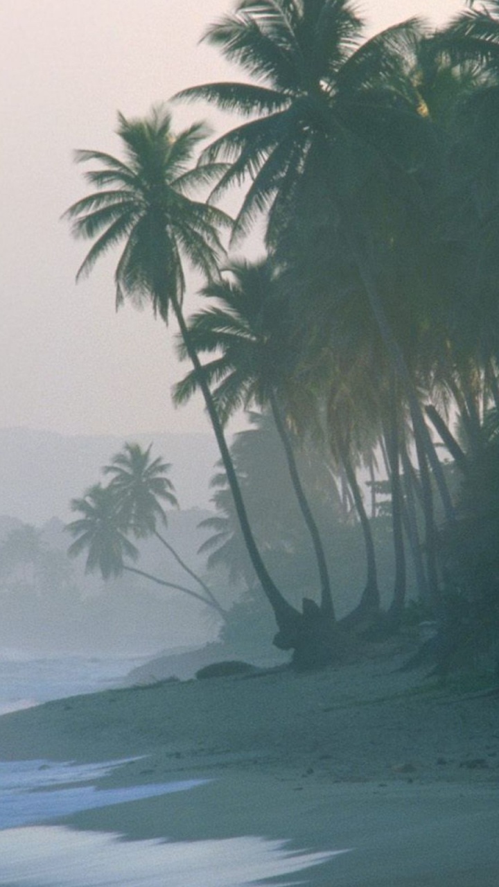 Обои берег, дерево, Пальма, утро, дымка в разрешении 720x1280