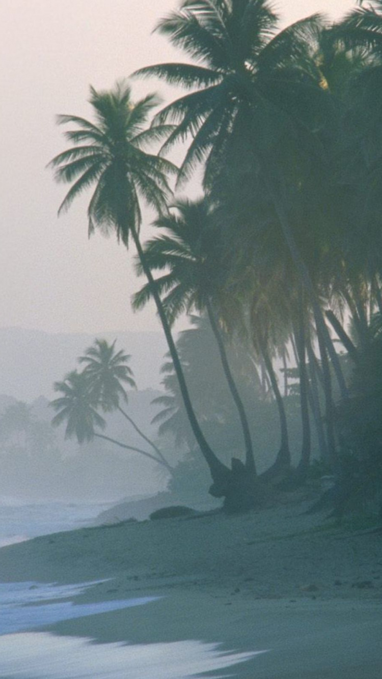 Обои берег, дерево, Пальма, утро, дымка в разрешении 750x1334