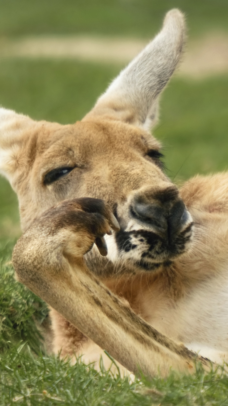 Обои наземные животные, живая природа, морда, трава, сумчатое животное в разрешении 750x1334