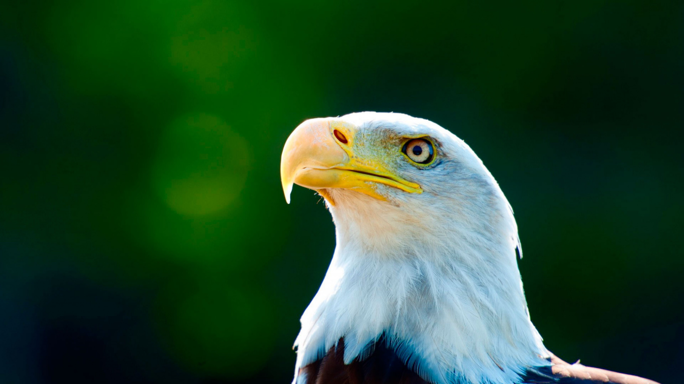 Обои Орел, белоголовый Орлан, птица, клюв, хищная птица в разрешении 1366x768