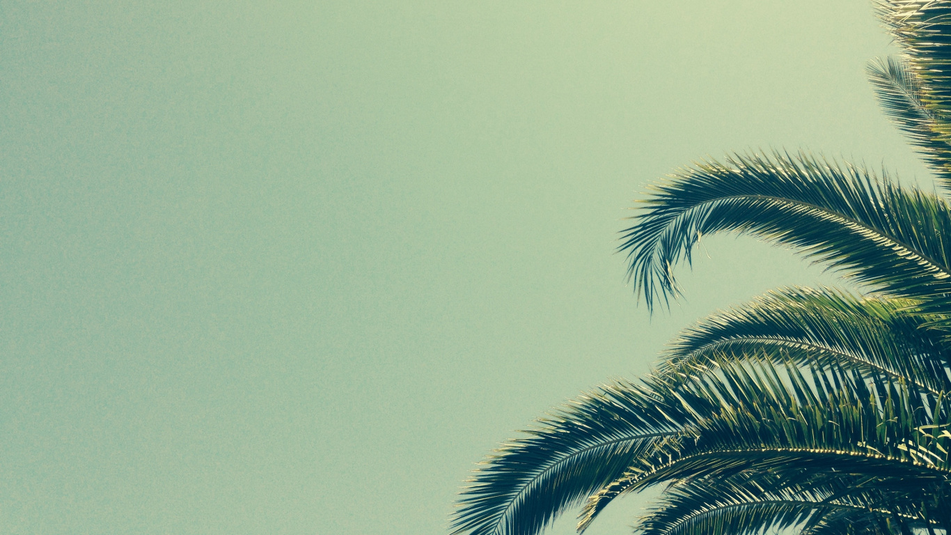 Обои дерево, Пальма, растение, коттедж, трава в разрешении 1366x768