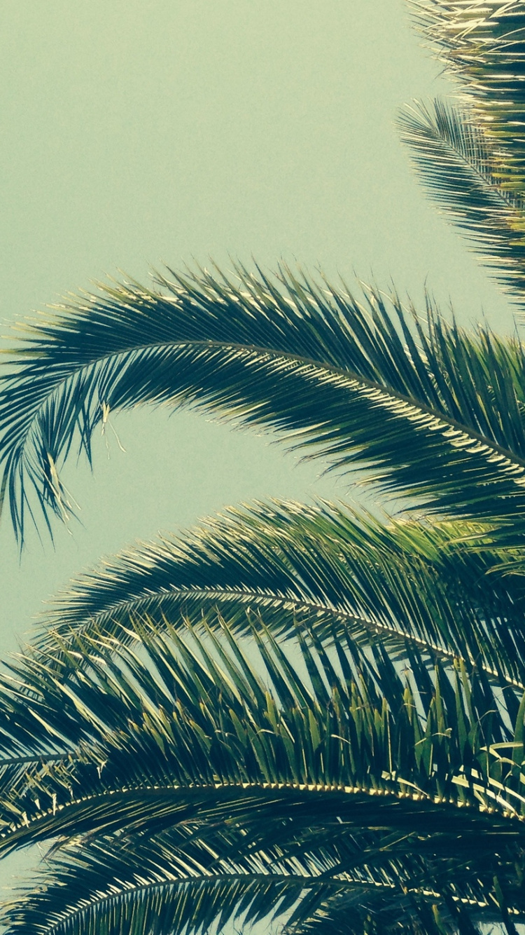 Обои дерево, Пальма, растение, коттедж, трава в разрешении 750x1334