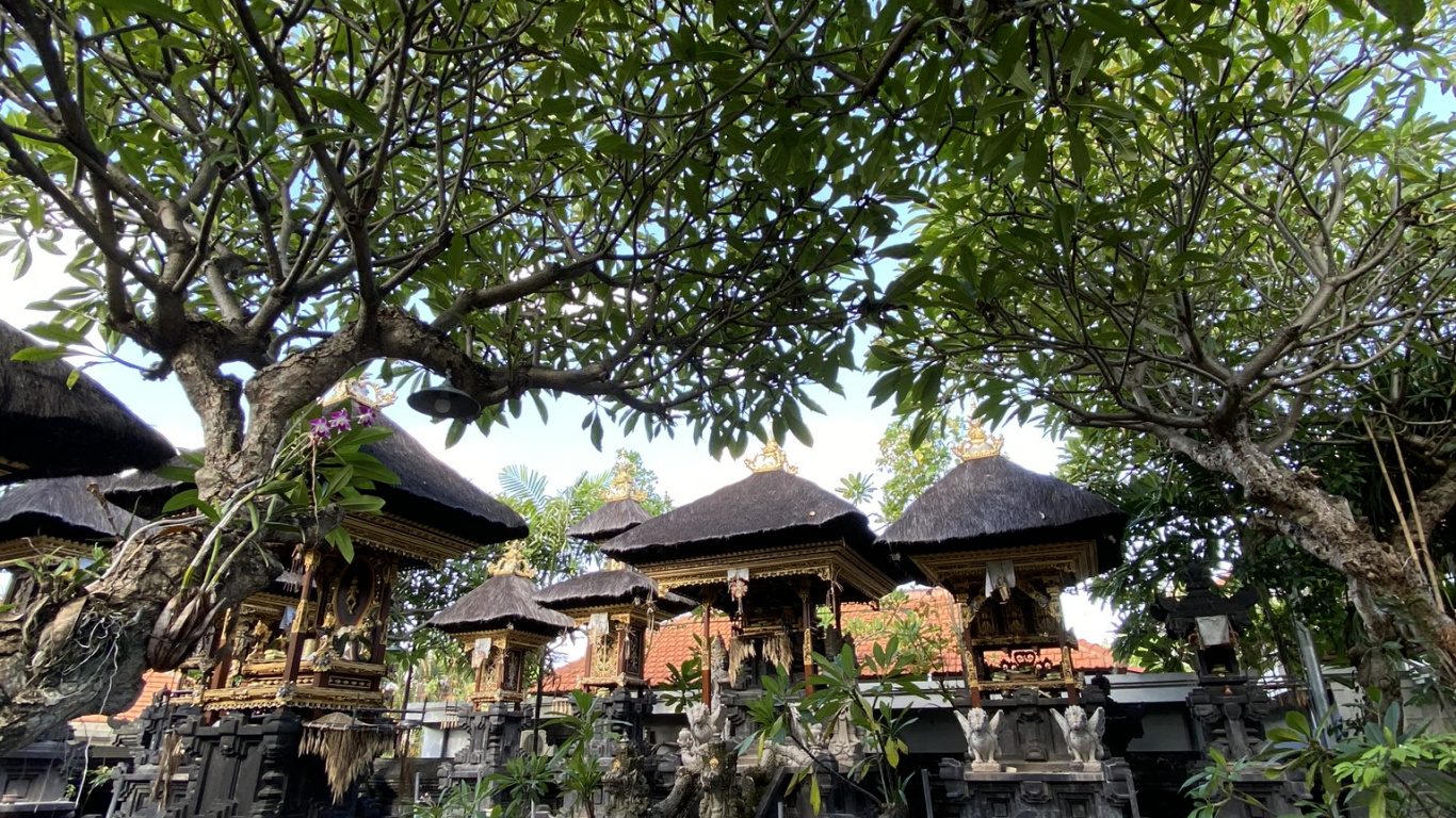 Обои бали, дерево, наука, биология, ветвь в разрешении 1366x768