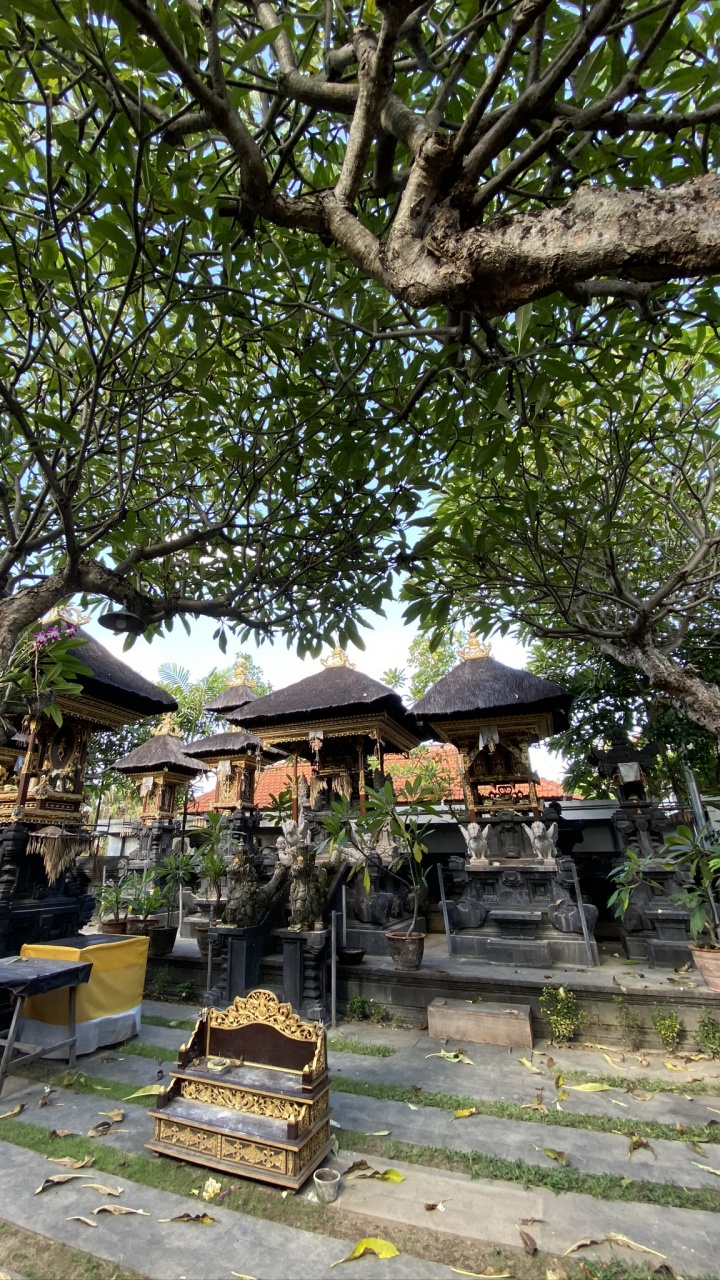 Обои бали, дерево, наука, биология, ветвь в разрешении 720x1280