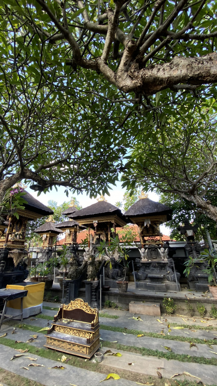 Обои бали, дерево, наука, биология, ветвь в разрешении 750x1334